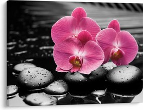 Kép - Rózsaszín orchideák (70x50 cm)
