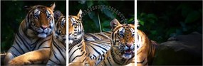 Kép - Tigris testvérek (órával) (90x30 cm)