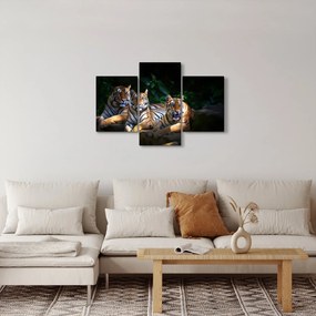 Kép - Tigris testvérek (90x60 cm)