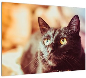 Fekete macska képe (üvegen) (70x50 cm)