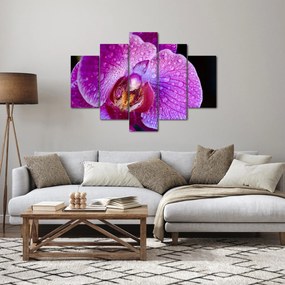 Részletes kép az orchidea virágról (150x105 cm)
