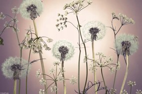 Poszter 30x20cm Réti virágok 3, Assaf Frank