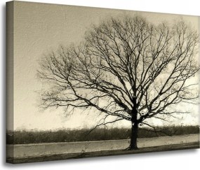 Vászonkép Sötét fekete fa Szomorúság 70x50 cm Ideális ajándék