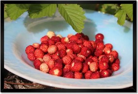 Poszterek keretben 60x40 Erdei szintek