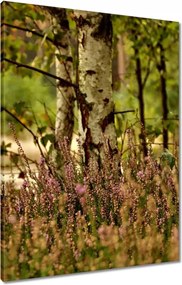 Vászonkép 60x80 Nyírfa a hangák között Erdő