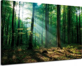 Vászonkép Erdő Fák Nap sugarai 120x80 cm Ideális ajándék