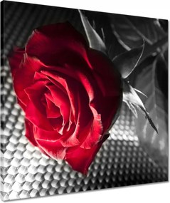 Vászonkép 50x50 Rózsa egy nőnek