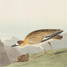 Flizelina fotótapéta Nappaliba és Hálószobába Hegyi madár 250x250 Ragasztó