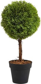 FLORISTA mini cserepes bukszus, 35 cm magas