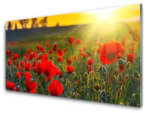 Akrilüveg fotó Pipacsok Meadow Nature Plant 100x50 cm 2 fogas