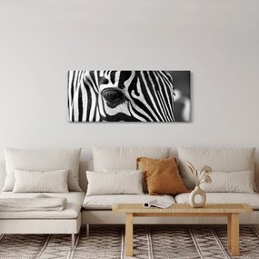 Zebra képe (120x50 cm)