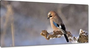 Vászonkép 115x55 Magányos madár Madár