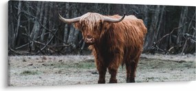 Kép - Skót tehén 2 (120x50 cm)