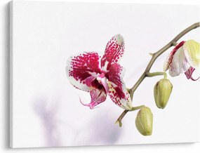 Orchidea virág képe (70x50 cm)