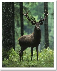 Poszter keretben 40x50 Szarvas Erdő Tájkép