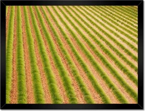 Poszterek keretben 40x30 Zöld Provence