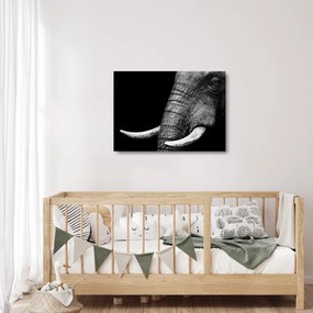 Üveg kép - Elefánt agyar (70x50 cm)