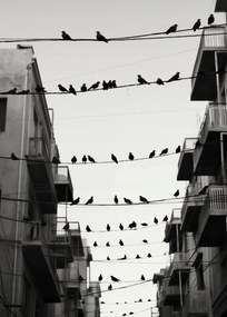 Poszter 25x35cm Városi motívum madarakkal