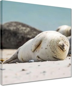 Vászonkép 30x30 Állatok