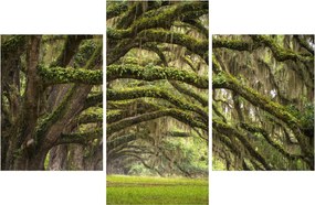 Kép - Oaks Avenue, Charleston, Dél-Karolina, Egyesült Államok (90x60 cm)