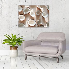 Kép - Kókuszdiók (70x50 cm)