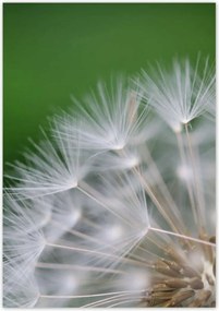 Poszterek 70x100 Pitypang Virág Virágok