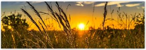 Poszterek 200x66 Naplemente a füvek között