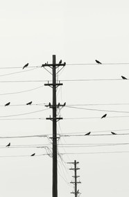 Poszter 53x81cm Szimfónia a dróton