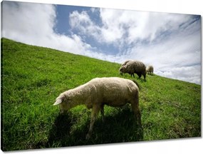 Vászonkép 90x60 Bárányok a legelőn