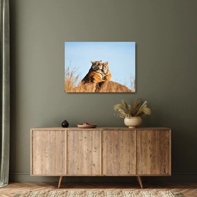 Kép - Tigris és a kölyke (üvegen) (70x50 cm)