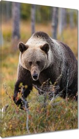 Vászonkép 80x120 Állatok