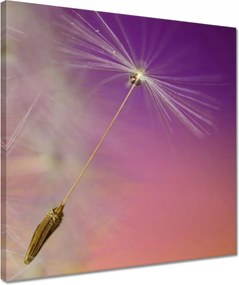 Vászonkép 40x40 Pitypang Virág Virágok