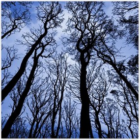 Poszterek 100x100 ErdĆ FĂĄk KilĂĄtĂĄs alulrĂłl