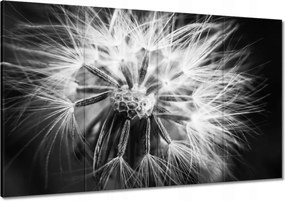 Vászonkép 120x80 Pitypang Virág Virágok