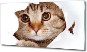 Fotó-kép fotó edzett üveg macska 100x70