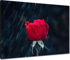 Vászonkép 80x60 Rózsa Virág Virágok Rózsa