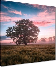 Vászonkép 60x60 Candy tájkép Köd