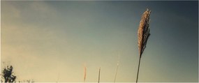 A fű képe (120x50 cm)