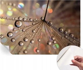 Öntapadós fotótapéta Nappaliba és Hálószobába Gyöngycseppek 152x104