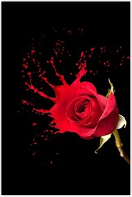Poszter 60x90 Fröccsenő rózsa