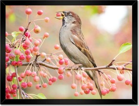 Poszterek keretben 40x30 Madarak