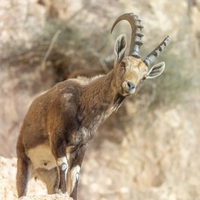 Poszter 80x80cm Ibex Nubiana, Assaf Frank