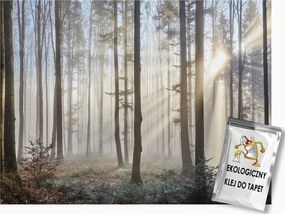 Fotótapéta Flizelina Tájkép Erdő Fák Nap Sugarak Reggel 350x250 ragasztó