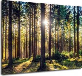 Vászonkép Erdő Nap Fák Tavasz Reggel 100x80 cm