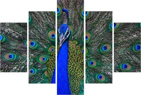 Kép - Páva (150x105 cm)