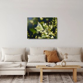 Pillangó képe (üvegen) (70x50 cm)