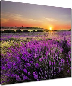 Vászonkép 80x80 Levendula rét