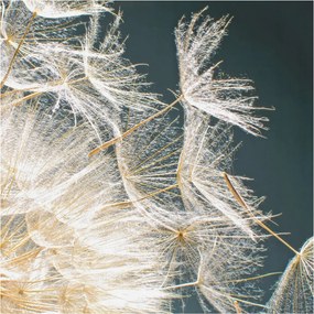 Fotótapéta Fali tapéta Hálószoba Nappali Pitypang könnyedség 250x250