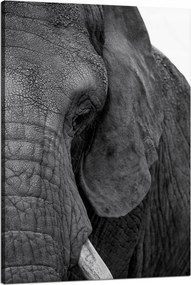 Vászonkép Szürke elefánt arca Szem Állat 80x120 cm