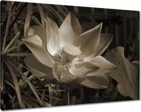 Vászonkép 100x70 Lótusz Lótuszvirág